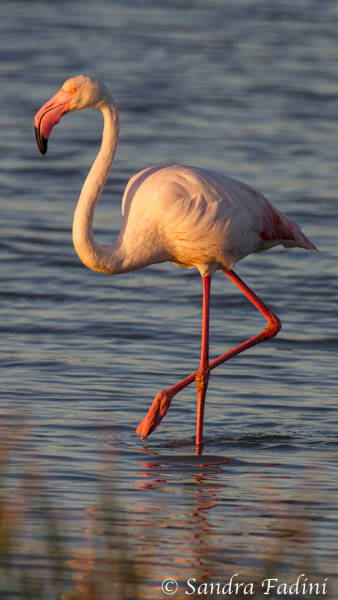 Rosaflamingo (Phoenicopterus roseus) 02 - Südafrika