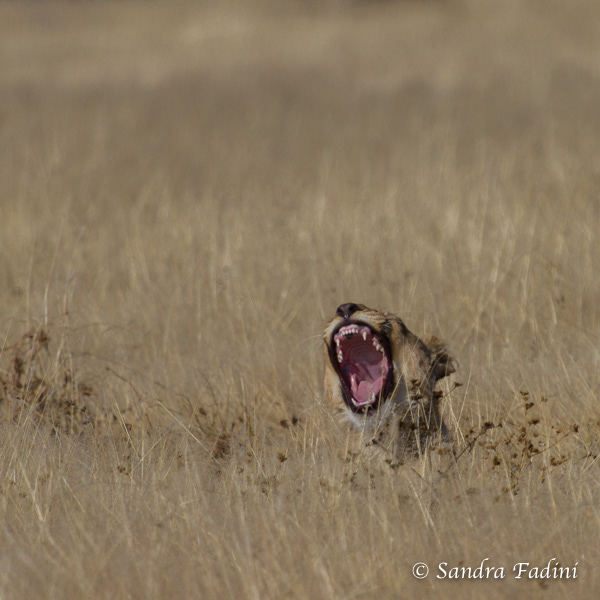 Löwen (Panthera leo) 24 - Namibia