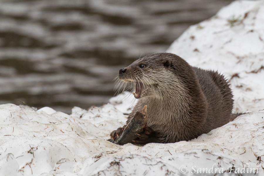 Eurasischer Fischotter (Lutra lutra) 08 - captive