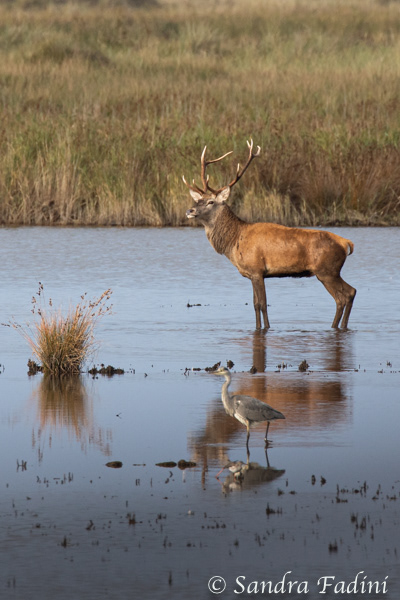 Rothirsch (Cervus elaphus) 07