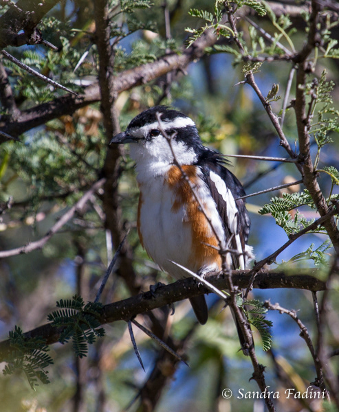 Brubruwürger (Nilaus afer) 01 - Namibia