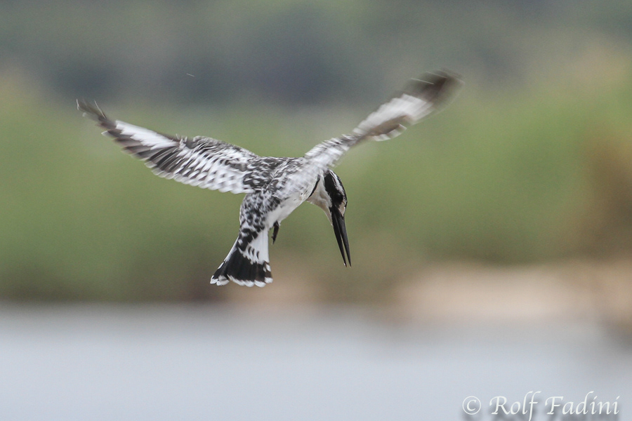 Graufischer (Ceryle rudis) 05 - Simbabwe