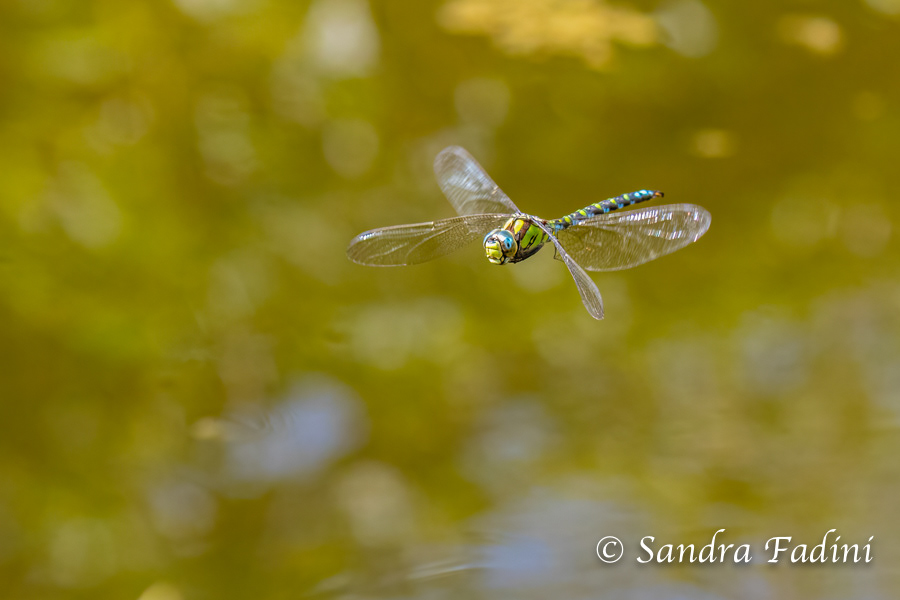 Blaugrüne Mosaikjungfer (Aeshna cyanea) 03 - Männchen im Flug