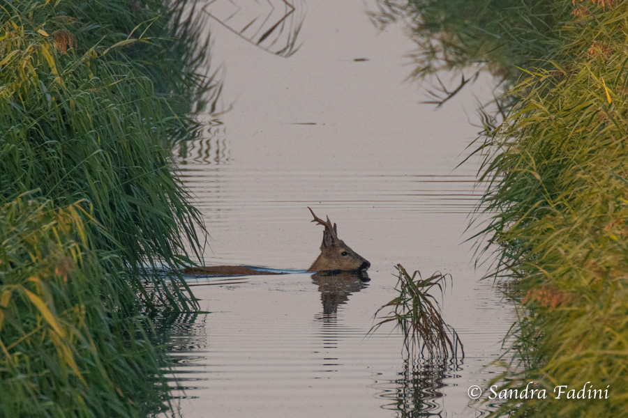 Reh (Capreolus capreolus) 05 - Rehbock im Wasser