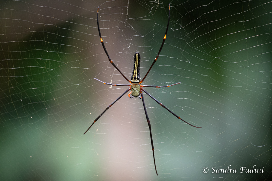Seidenspinne (Nephila pilipes) 01 - Sri Lanka