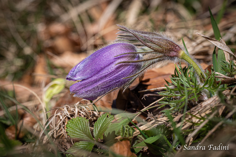 Gewöhnliche Küchenschelle (Pulsatilla vulgaris) 06