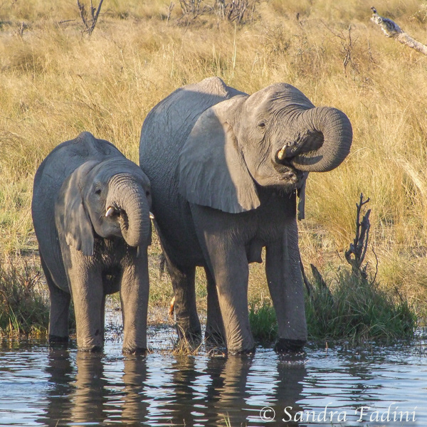 Afrikanische Elefanten (Loxodonta africana) 11 - Halbstarke (Namibia)
