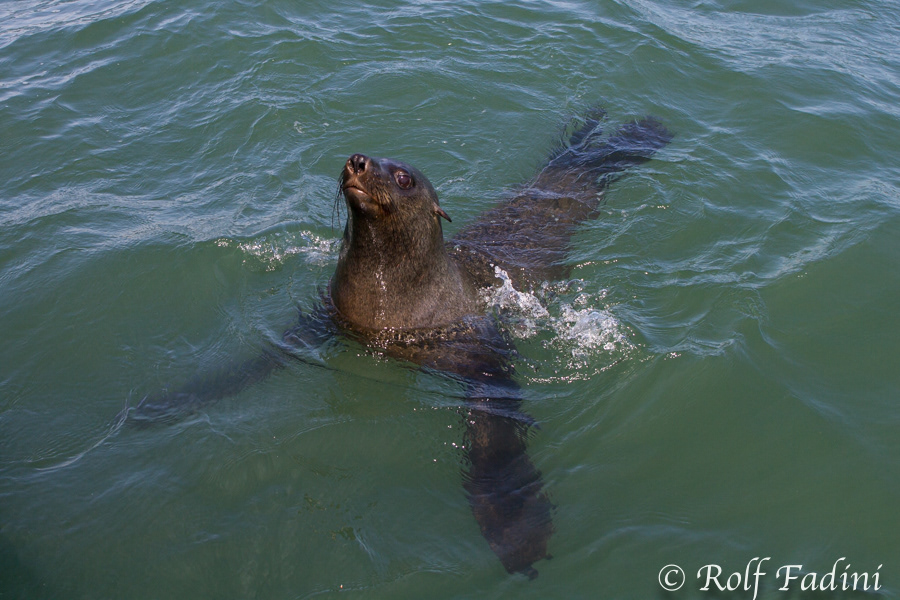 Südafrikanischer Seebär (Arctocephalus pusillus) 01 - Namibia