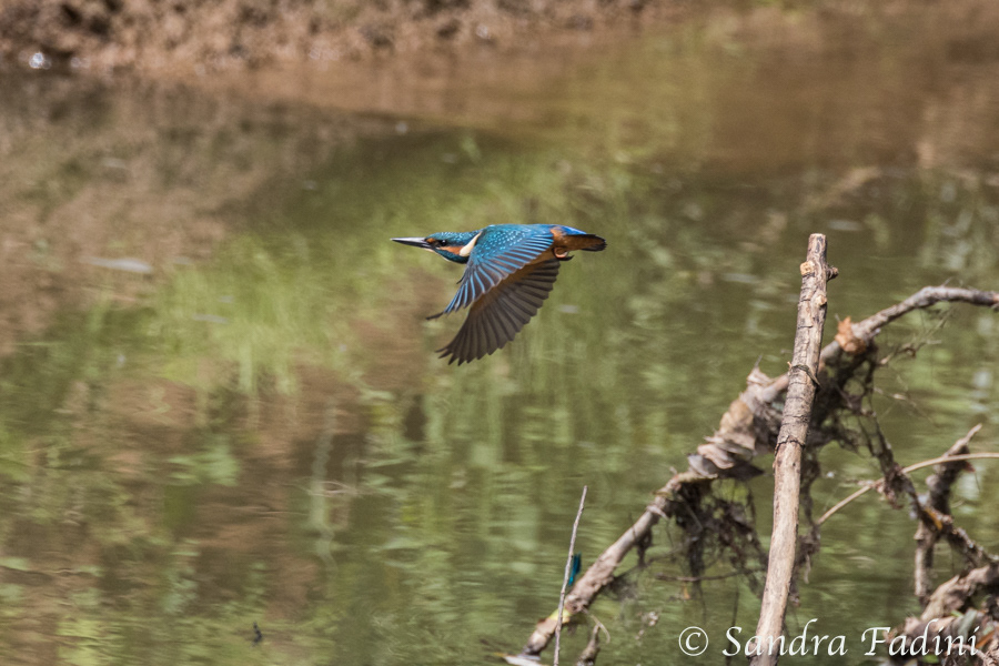 Eisvogel (Alcedo atthis) 05