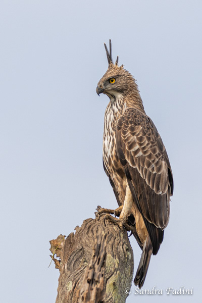 Haubenadler (Spizaetus cirrhatus) 05 - Sri Lanka