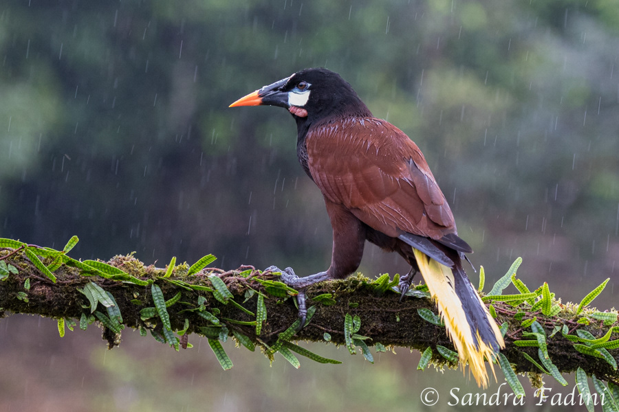 Montezumastirnvogel (Psarocolius montezuma) 03 - Costa Rica