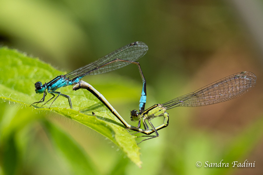 Große Pechlibelle (Ischnura elegans) 02 - Paarungsrad