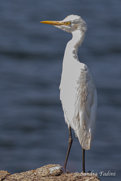 Mittelreiher (Ardea intermedia) 01 - Sri Lanka