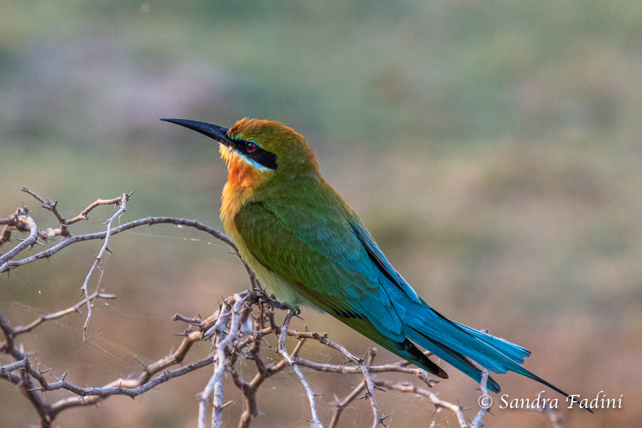 Blauschwanzspint (Merops philippinus) 09 - Sri Lanka