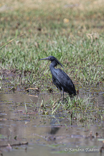Glockenreiher (Egretta ardesiaca) 01 - Botswana