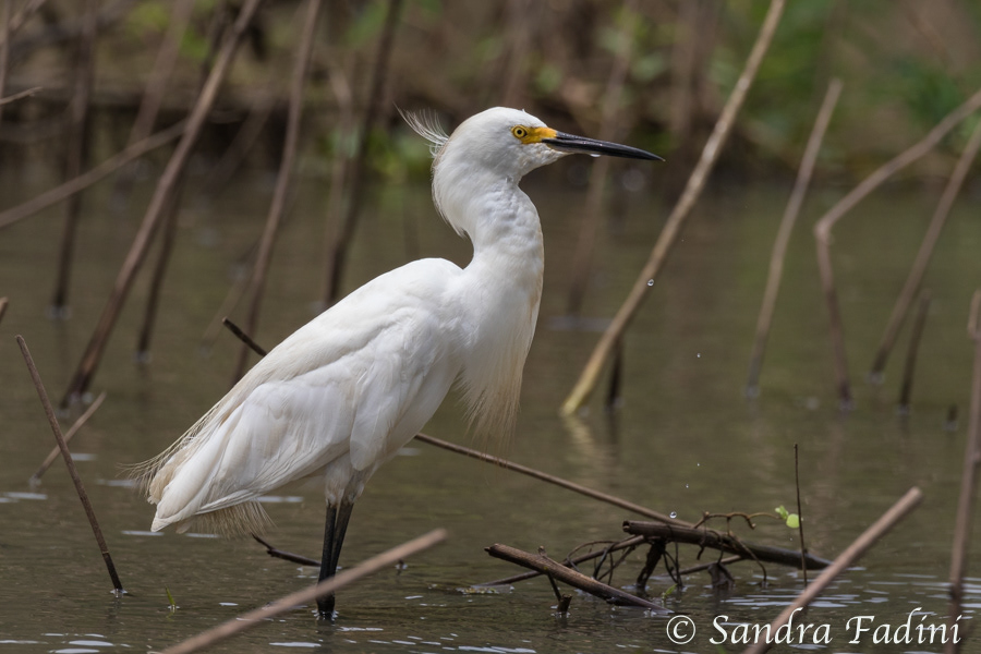 Schmuckreiher (Egretta thula) 02 - Costa Rica