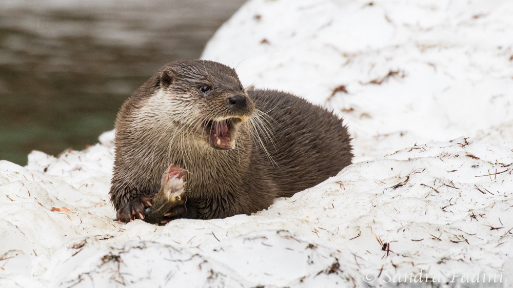 Eurasischer Fischotter (Lutra lutra) 07 - captive