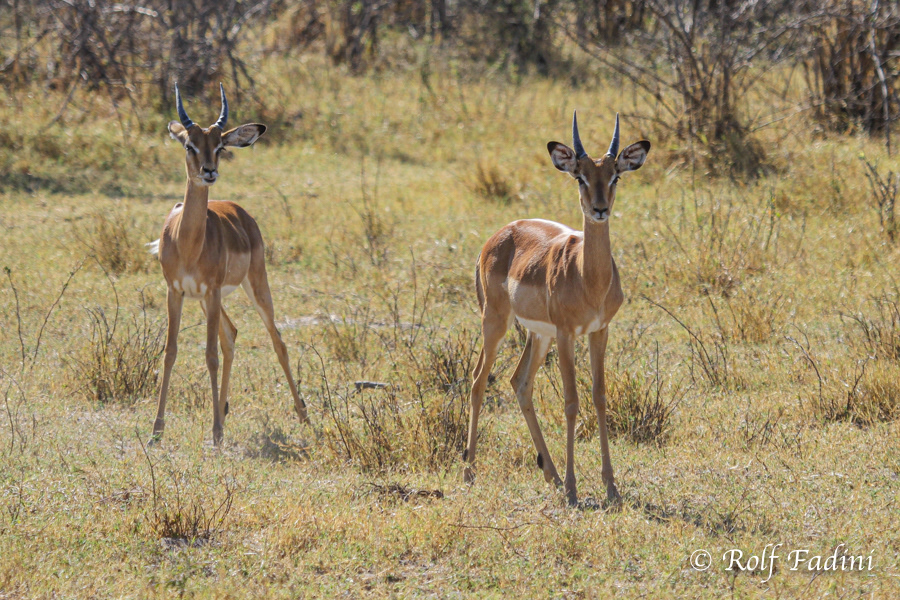 Schwarzfersenantilope (Aepyceros melampus) 02 - Jungböcke (Botswana)