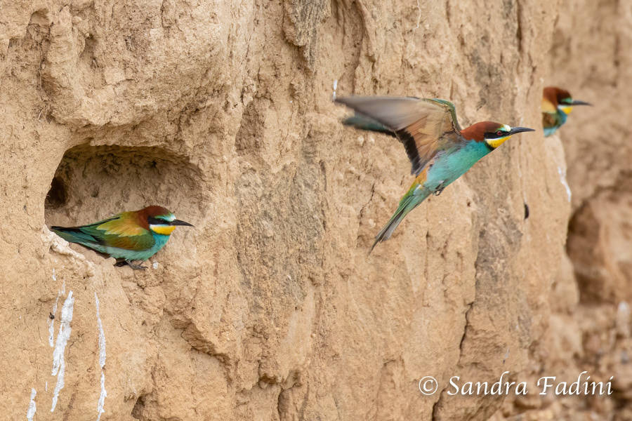 Bienenfresser (Merops apiaster) 13 - vor der Niströhre