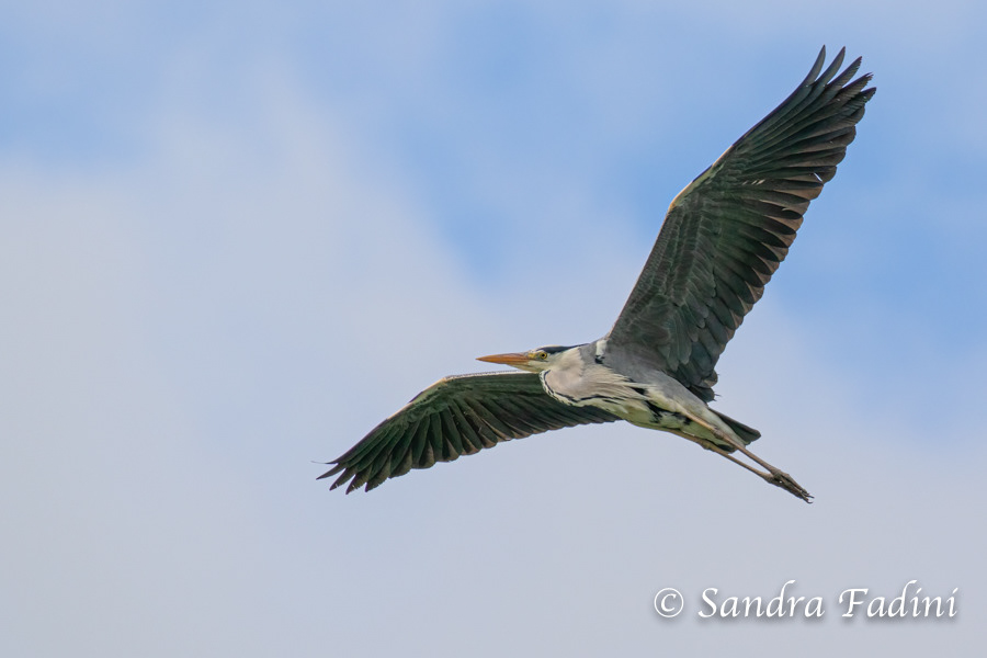 Graureiher (Ardea cinerea) 01 - im Flug