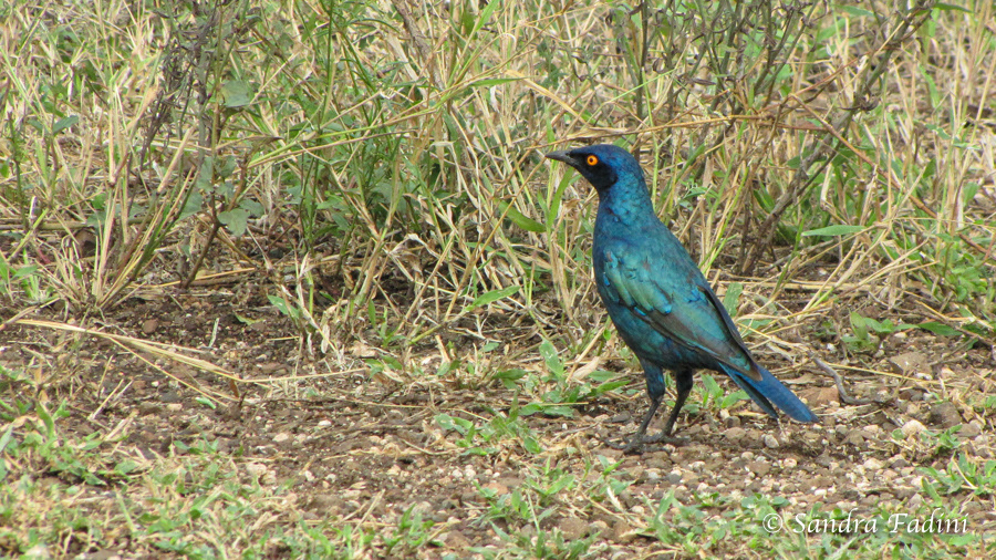 Rotschulter-Glanzstar (Lamprotornis nitens) 03 - Südafrika