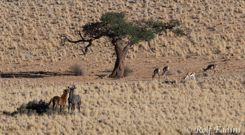 Namibia 23 - Fish River Region