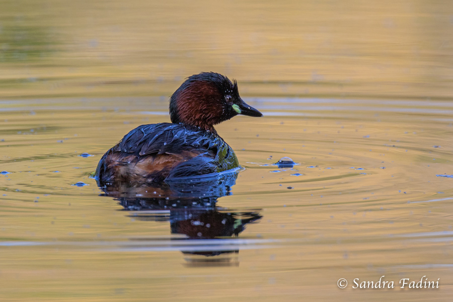 Zwergtaucher (Tachybaptus ruficollis) 01 - Männchen