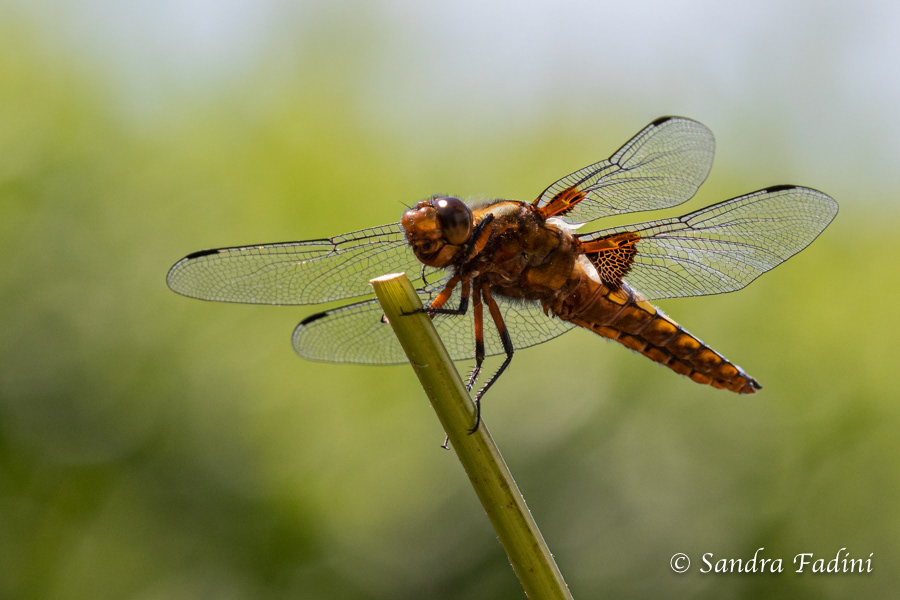 Spitzenfleck (Libellula fulva) 01 - juveniles Männchen