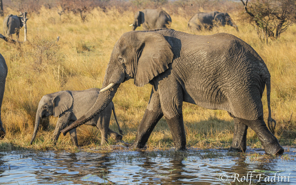 Afrikanische Elefanten (Loxodonta africana) 17 - Muttertier mit Jungem (Namibia)