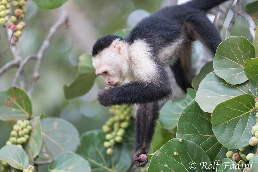 Weißschulterkapuzineraffe (Cebus capucinus) 09 - Costa Rica