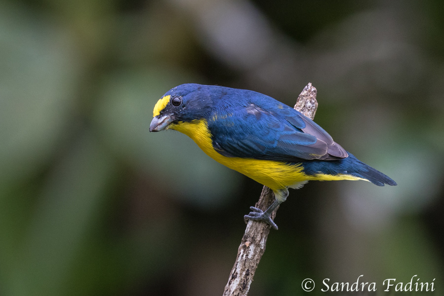 Schwalbenorganist (Euphonia hirundinacea) 01 - Männchen (Costa Rica)