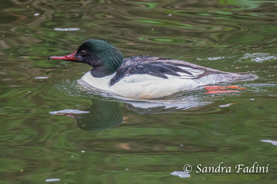 Gänsesäger (Mergus merganser) 02 - Männchen