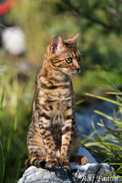 Bengal Katze 11 - Junge Katze