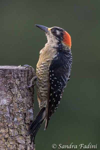 Schläfenfleckspecht (Melanerpes pucherani) 01 - Männchen (Costa Rica)
