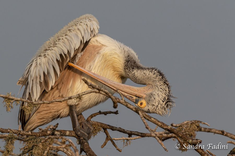 Graupelikan (Pelecanus philippensis) 02 - bei der Gefiederpflege (Sri Lanka)
