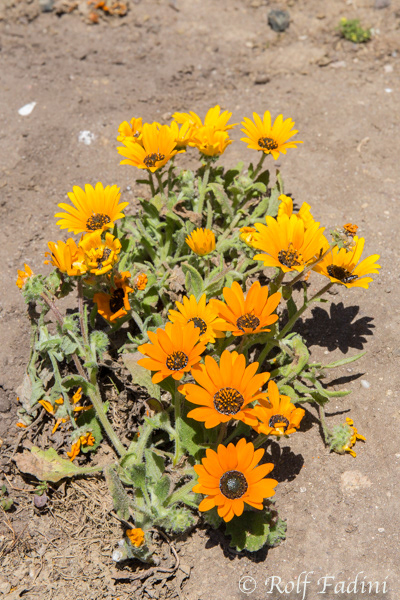 Flora SA 03
