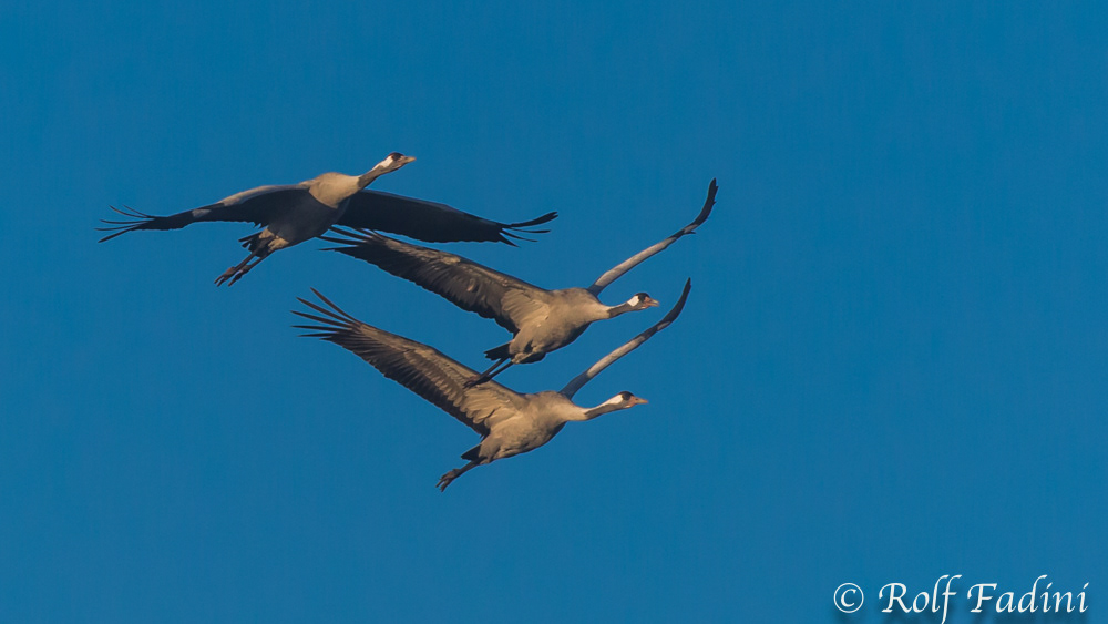 Kranich (Grus grus) 11