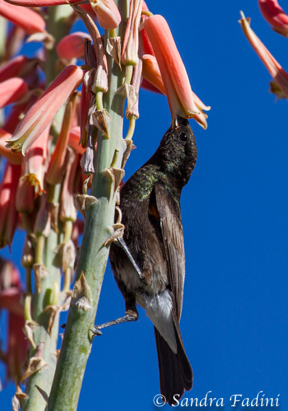 Russnektarvogel (Cinnyris fuscus) 03 - Männchen (Namibia)