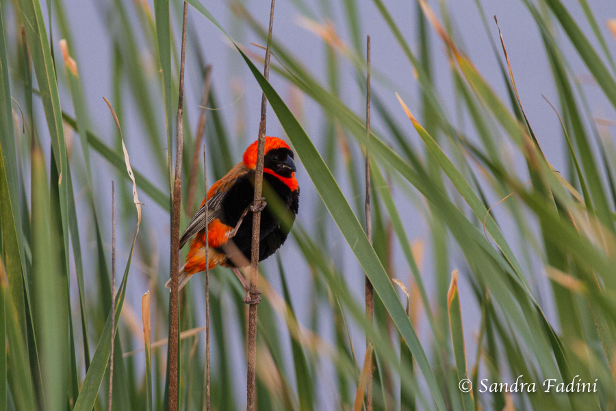 Oryxweber (Euplectes orix) 01 - Südafrika