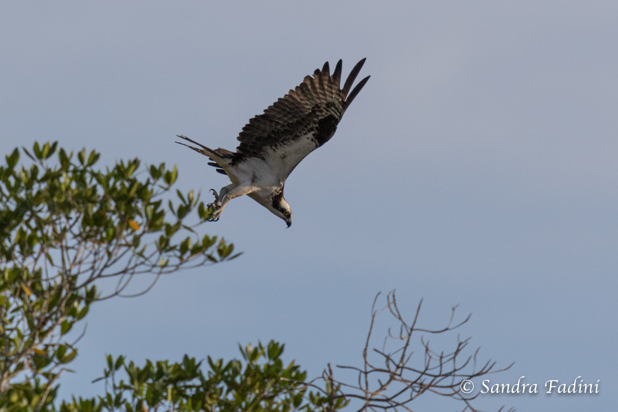Fischadler (Pandion haliaetus) 03 - Costa Rica
