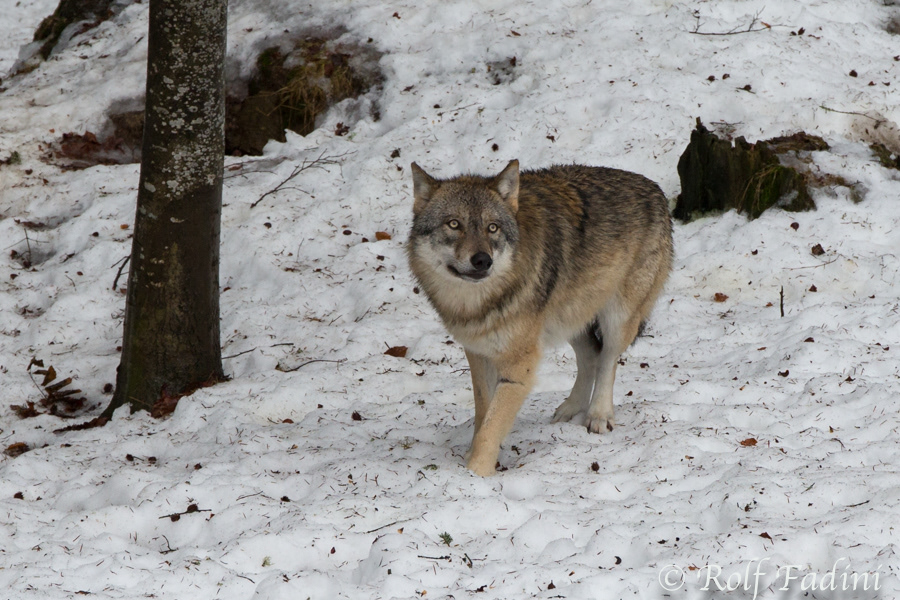 Wolf (Canis lupus) 04 - captive