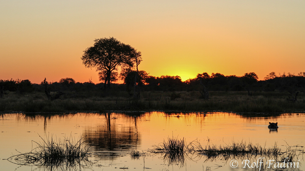 Flusspferd (Hippopotamus amphibius) 04 - im Sonnenuntergang (Botswana)