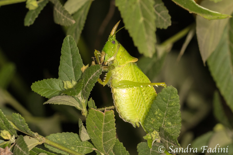 Nashorn- Speerträger (Copiphora rhinoceros) 01 - Costa Rica