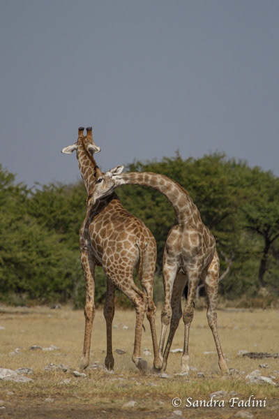 Angola-Giraffe (Giraffa giraffa angolensis) 09 - Namibia
