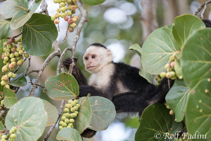 Weißschulterkapuzineraffe (Cebus capucinus) 05 - Costa Rica