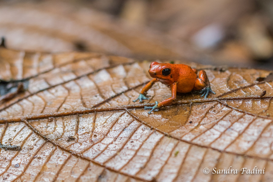 Erdbeerfröschchen (Oophaga pumilio) 04 - Costa Rica