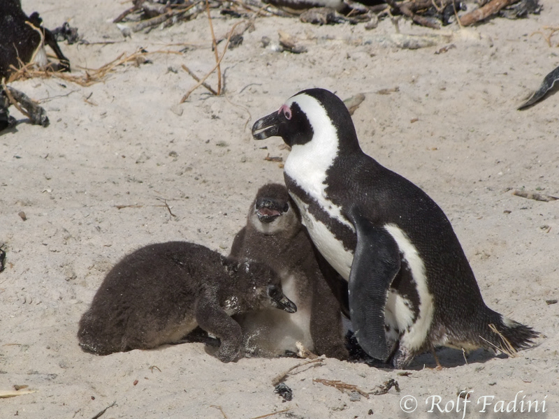 Brillenpinguin (Spheniscus demersus) 02 - Erwachsenes Tier mit Jungtieren (Südafrika)