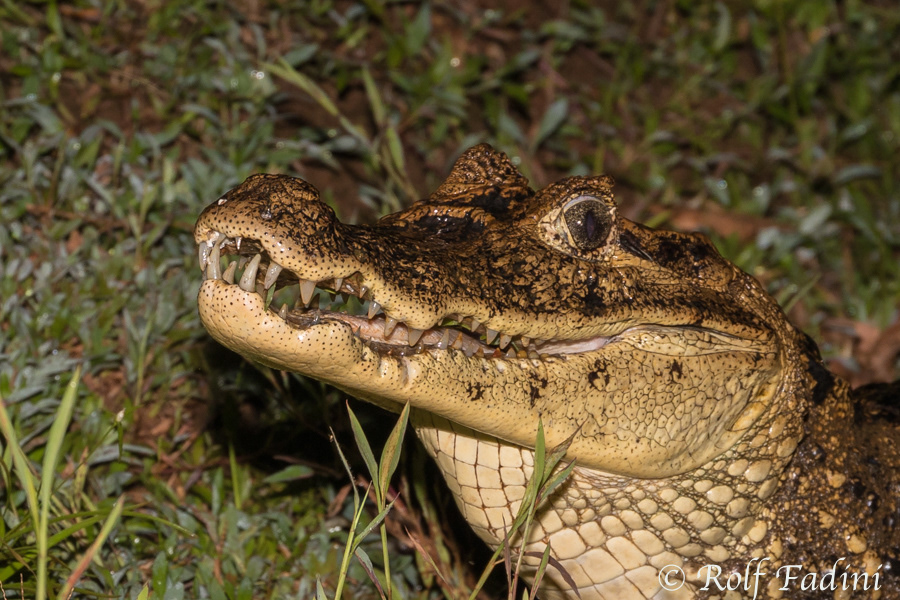 Krokodilkaiman (Caiman crocodilus) 07 - Costa Rica