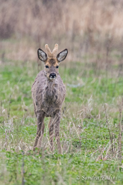 Reh (Capreolus capreolus) 10 - Rehbock im Frühjahrsfellwechsel