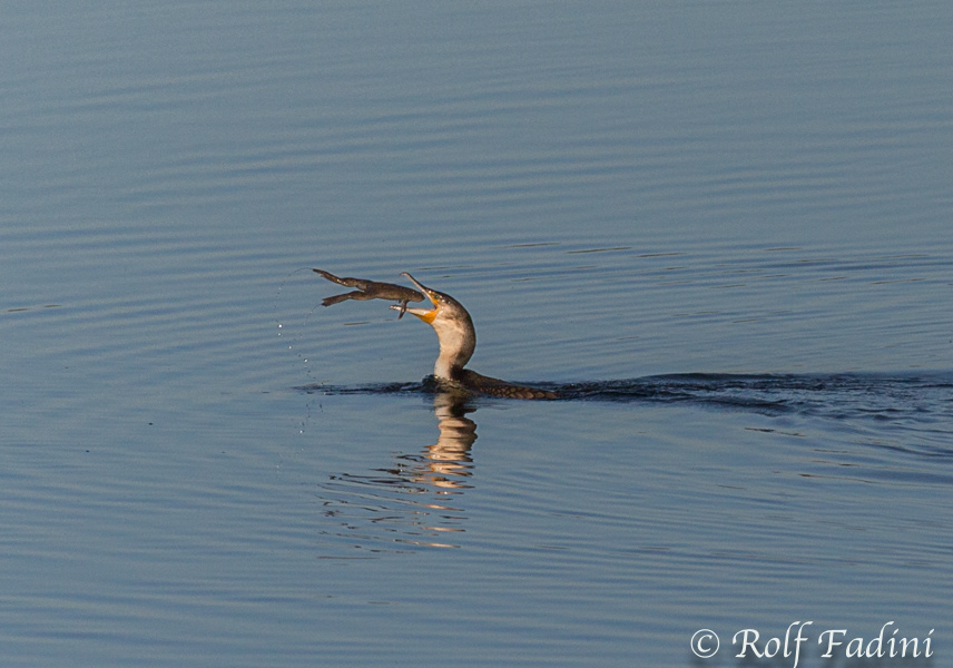 Weißbrustkormoran (Phalacrocorax carbo lucidus) 06 - mit Frosch (Südafrika)